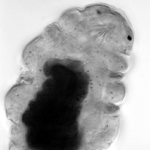 alkaline phosphatase tardigrade
                                  hypsibius