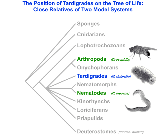 tardigrade
                  water bears metazoan animal phylogeny tree of life
                  ecdysozoa